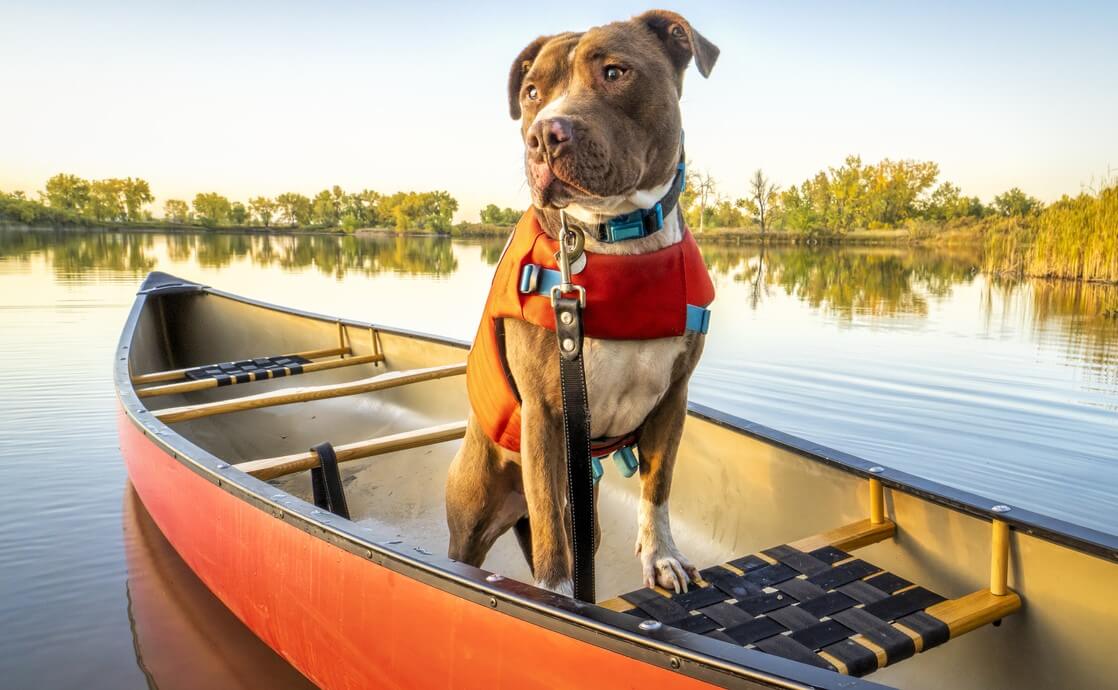 A dog sits on a boat wearing a life jacket and harness.