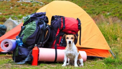 A small, cute dog sits in front of a pair of backpacks, a tent, and other camping gear.
