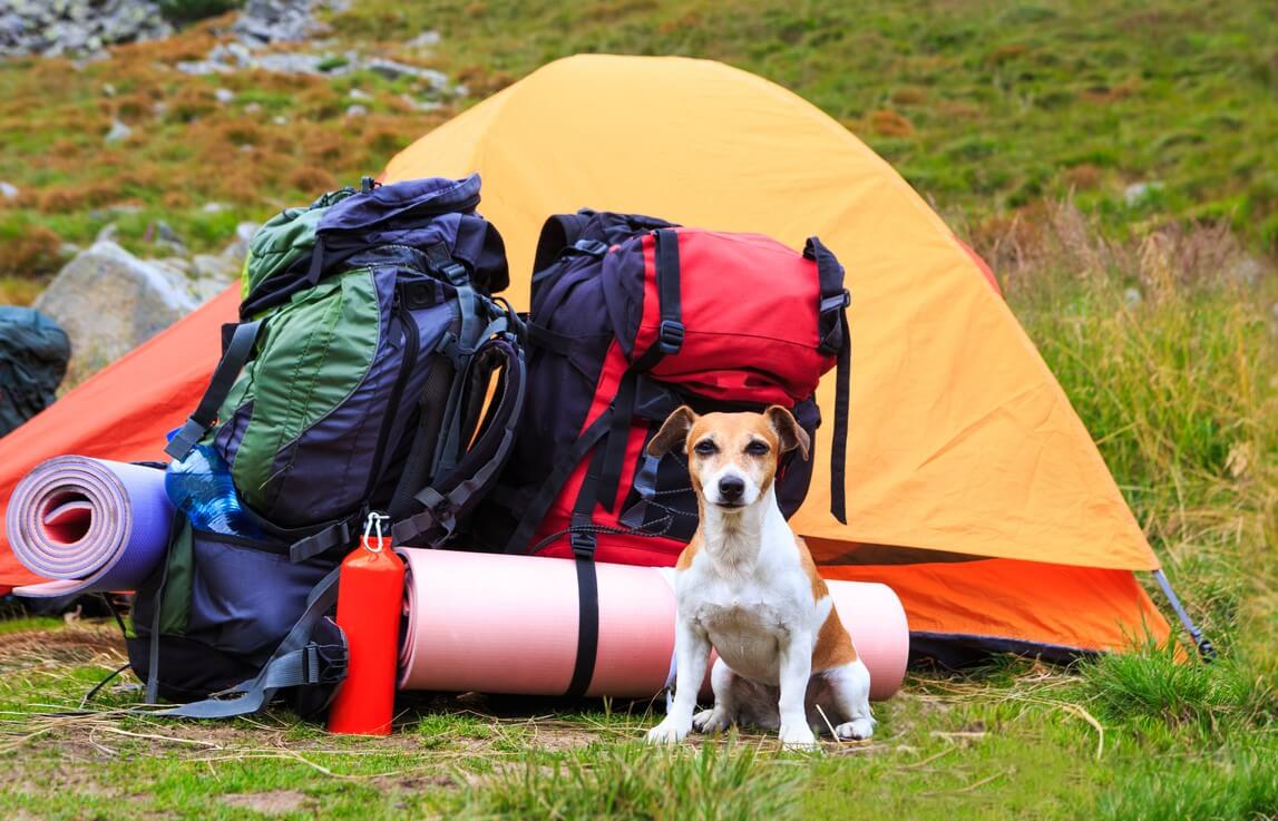 A small, cute dog sits in front of a pair of backpacks, a tent, and other camping gear.