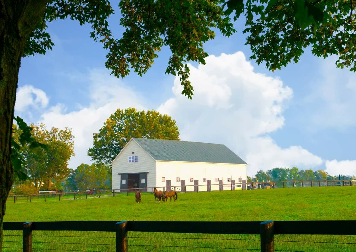 A barn with horses in Lexington, KY.